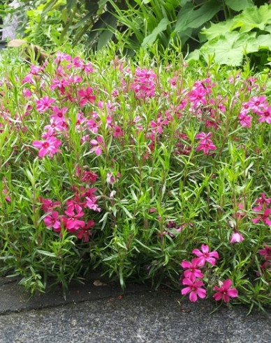 Flammenblume Scarlet Flame