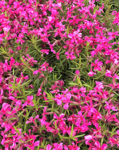 Flammenblume Scarlet Flame