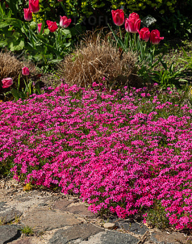 Flammenblume Scarlet Flame