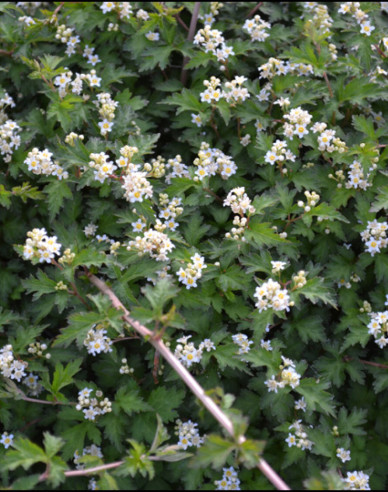 Stephanandra incisa ’Crispa’