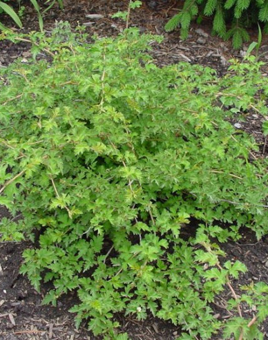 Stephanandra incisa ’Crispa’