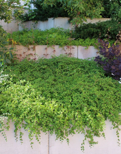 Stephanandra incisa ’Crispa’