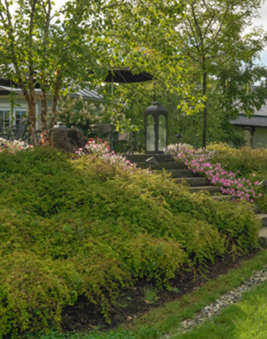 Stephanandra incisa ’Crispa’