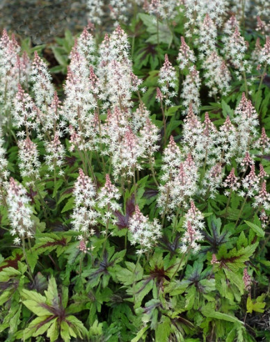 Herzblättrige Schaumblüte