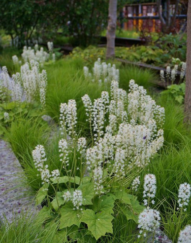 Herzblättrige Schaumblüte