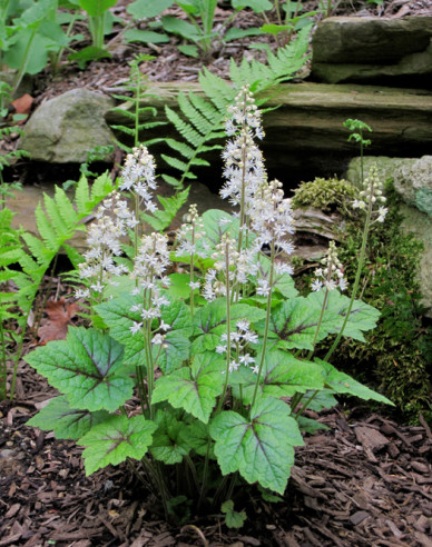 Herzblättrige Schaumblüte