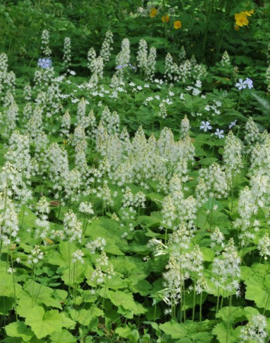 Herzblättrige Schaumblüte