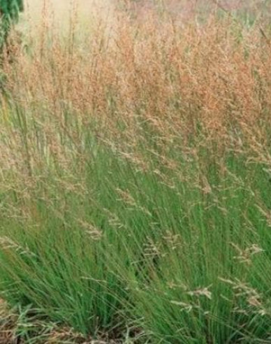 Pfeifengras Moorhexe