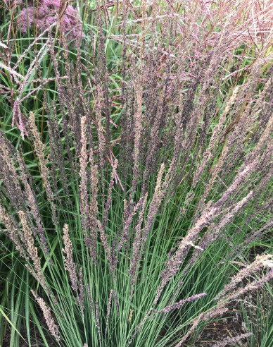 Pfeifengras Moorhexe