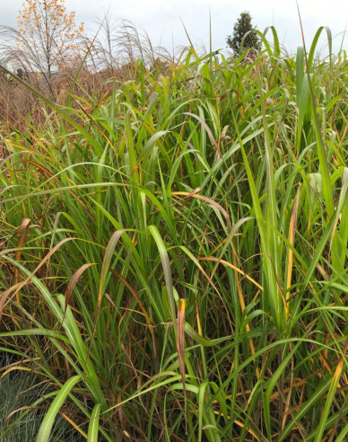 Chinaschilf var. floridules