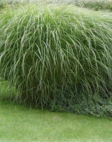 Chinaschilf var. floridules