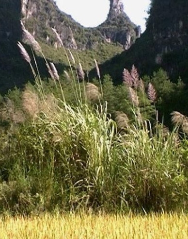 Chinaschilf var. floridules