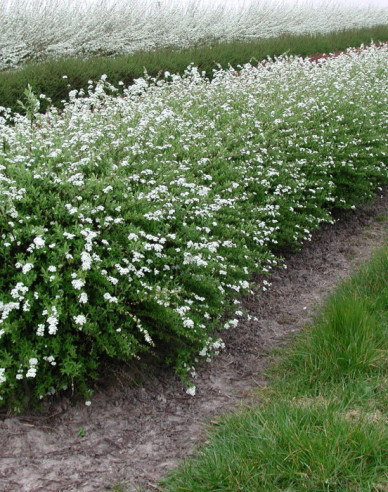 Grauer Spierstrauch ’Grefsheim’