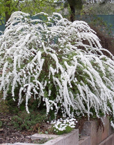 Grauer Spierstrauch ’Grefsheim’