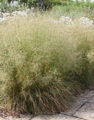 Schmiele Goldtau 9x9