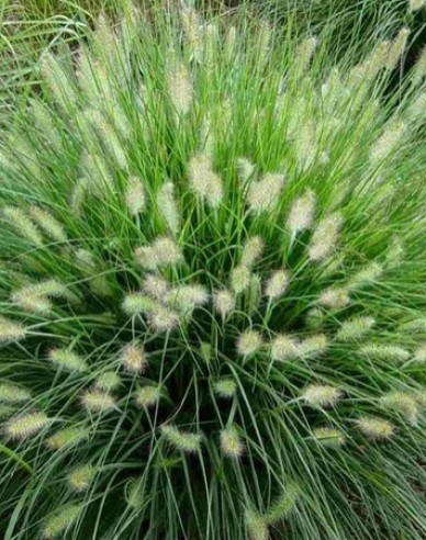 Lampenputzergras Hameln