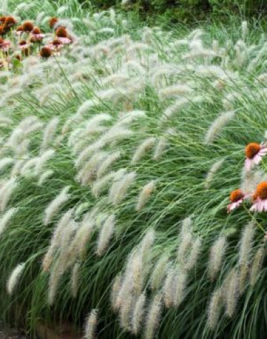 Lampenputzergras Hameln