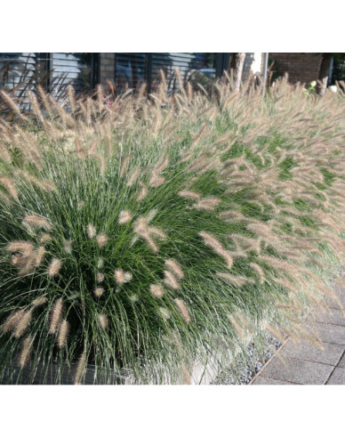 Lampenputzergras Hameln