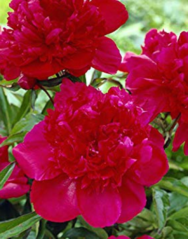 Chinesische Pfingstrose Inspecteur Lavergne