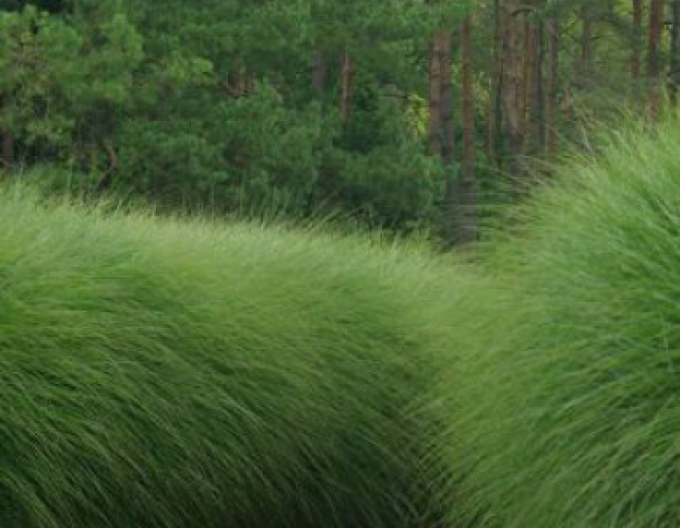 Chinaschilf Gracillimus 10l