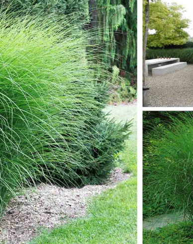 Chinaschilf Gracillimus 10l