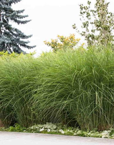 Chinaschilf Gracillimus 10l