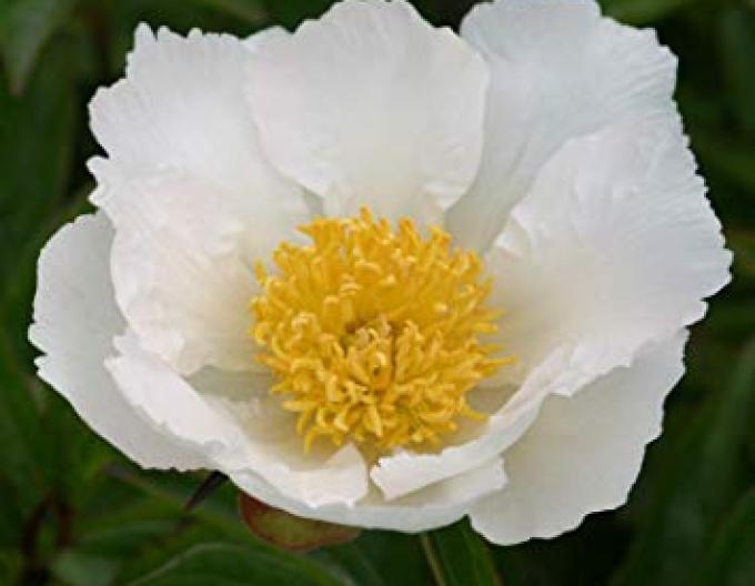 Chinesische Pfingstrose Krinkled White