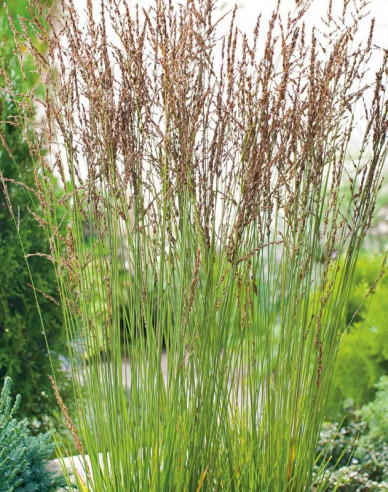 Pfeifengras Heidebraut