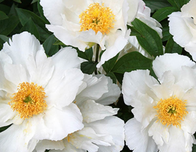 Chinesische Pfingstrose Krinkled White