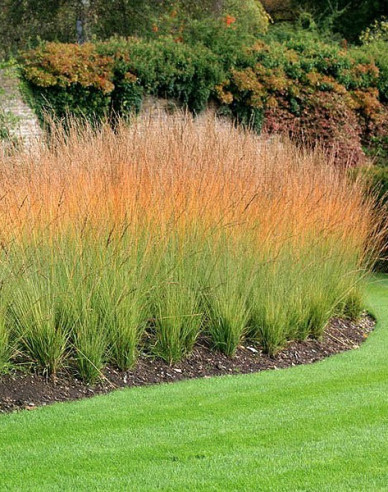 Pfeifengras Heidebraut