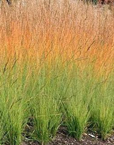 Pfeifengras Heidebraut