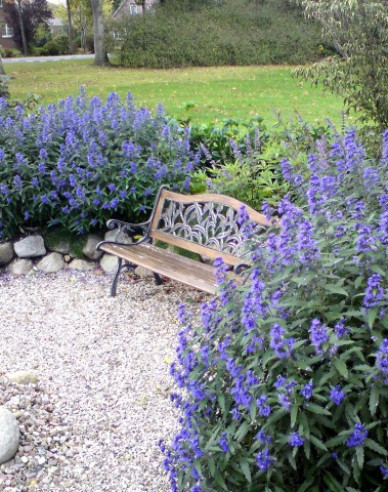 Bartblume "HEAVENLY BLUE" 2,5l