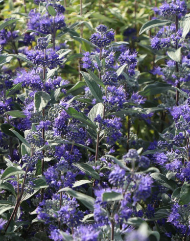 Bartblume "HEAVENLY BLUE" 2,5l