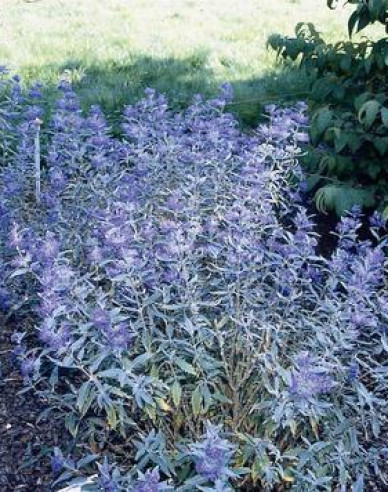 Bartblume "HEAVENLY BLUE" 2,5l