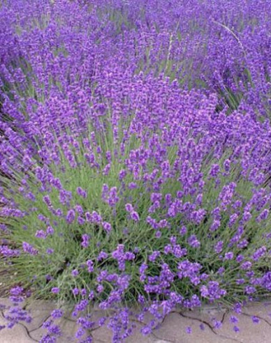 Echter Lavendel