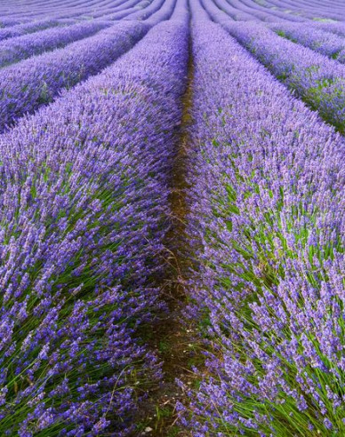 Echter Lavendel