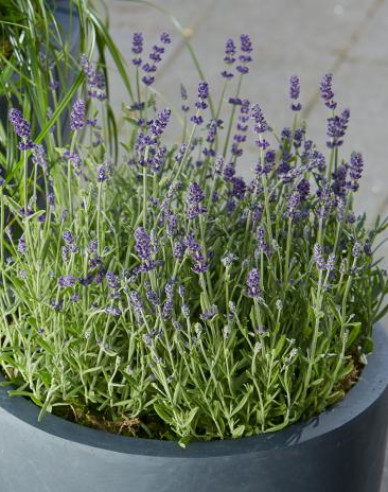 Echter Lavendel