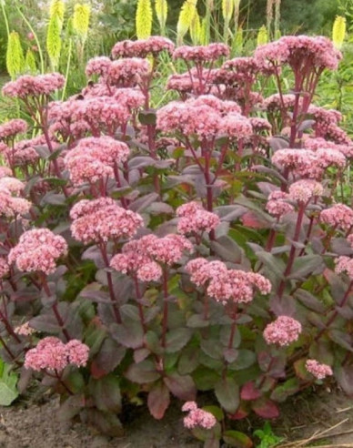 Fettblatt Matrona 9x9