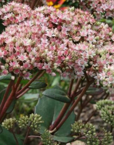 Fettblatt Matrona 9x9