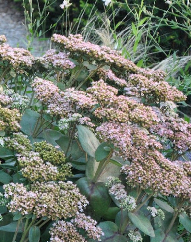 Fettblatt Matrona 9x9