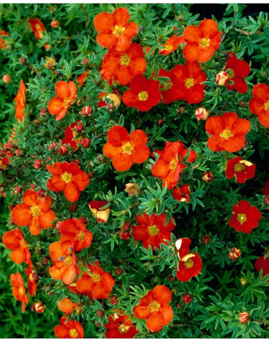 Fingerstrauch  "Red Ace"