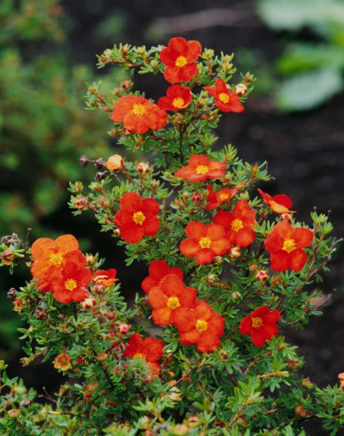 Fingerstrauch  "Red Ace"