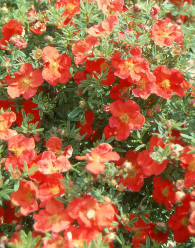 Fingerstrauch  "Red Ace"