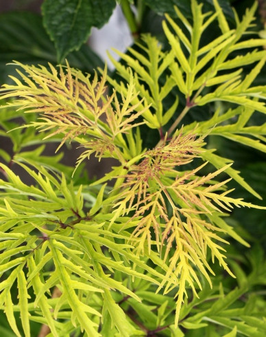 Schwarzer Holunder  Golden Tower