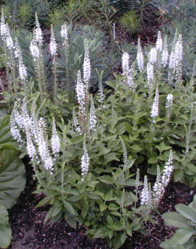 Ähriger Ehrenpreis Icicle