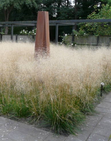 Schmiele Goldschleier 9x9