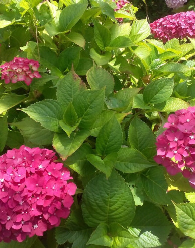 Gartenhortensie Alpengluhen