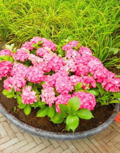 Gartenhortensie Alpengluhen