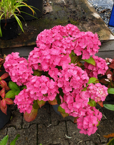 Hortensie großblättrig Alpengluhen