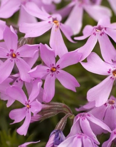 Flammenblume Moerheimi